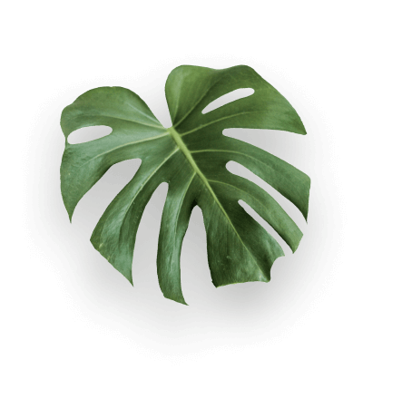 leaf 1 3.png